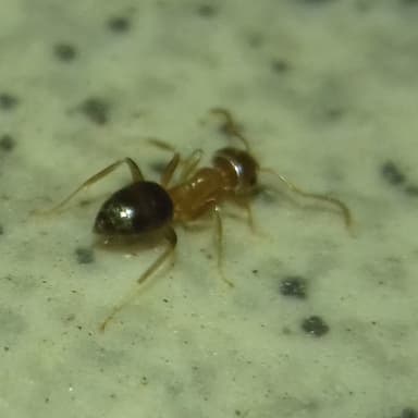 Lasius brunneus photo 62