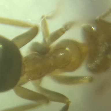Lasius brunneus photo 63