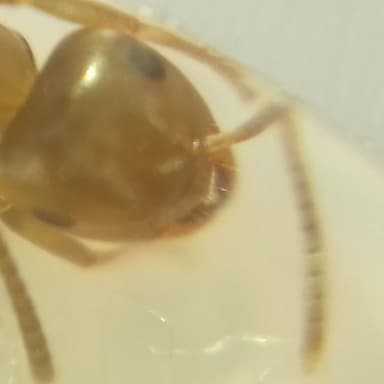 Lasius brunneus photo 64