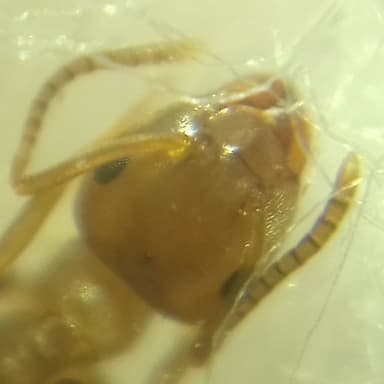 Lasius brunneus photo 65