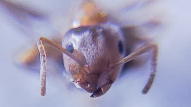 Lasius brunneus photo 66