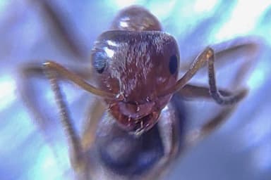 Lasius brunneus photo 67