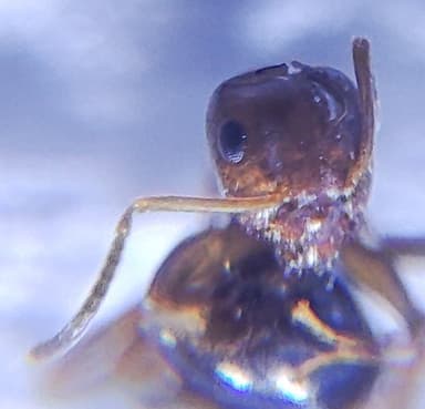 Lasius brunneus photo 68