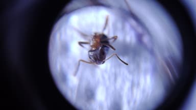 Lasius brunneus photo 70