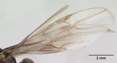 Lasius brunneus — queen photo 1