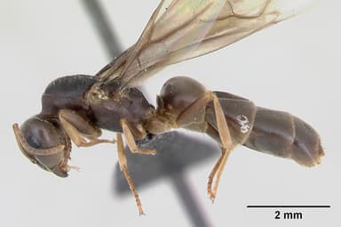Lasius brunneus — queen photo 5