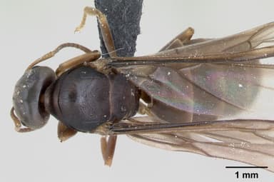 Lasius brunneus — queen photo 6