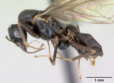Lasius brunneus — queen photo 7
