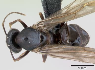 Lasius brunneus — queen photo 8