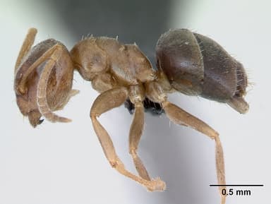Lasius brunneus — queen photo 9