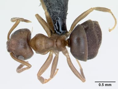 Lasius brunneus — queen photo 10