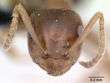 Lasius brunneus — queen photo 11