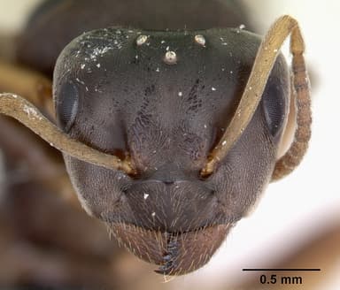 Lasius brunneus — queen photo 14