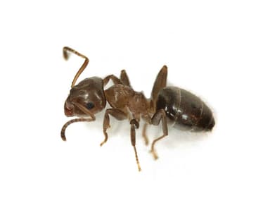 Lasius brunneus — queen photo 15