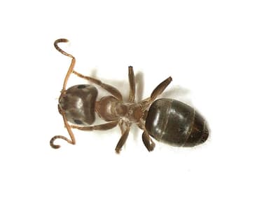 Lasius brunneus — queen photo 16