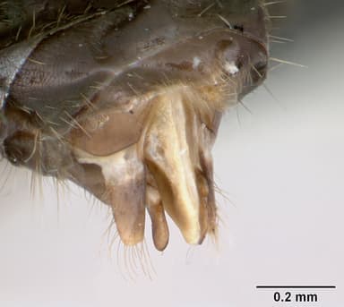 Lasius brunneus — queen photo 17