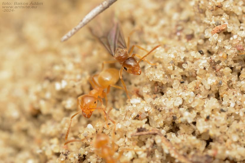 Lasius carniolicus photo 1