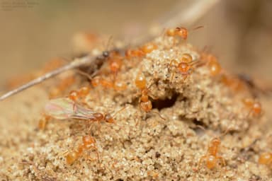 Lasius carniolicus photo 3