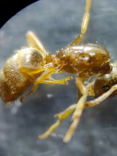 Lasius carniolicus photo 11