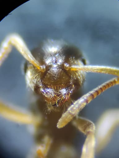 Lasius carniolicus photo 12