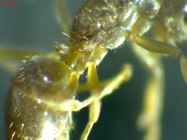 Lasius carniolicus photo 13