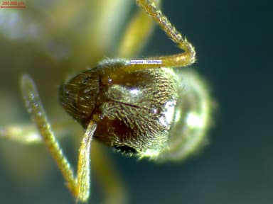 Lasius carniolicus photo 14