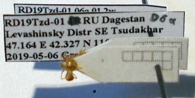 Lasius carniolicus photo 15