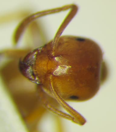 Lasius carniolicus photo 19