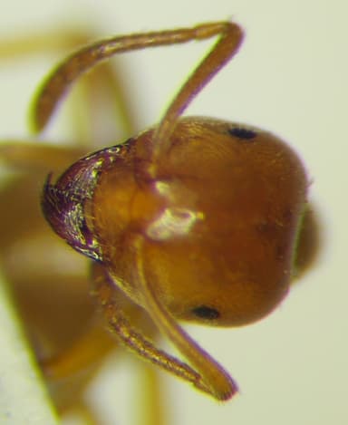 Lasius carniolicus photo 20