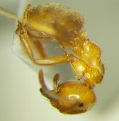 Lasius carniolicus photo 22