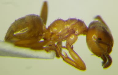 Lasius carniolicus photo 24