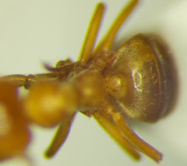 Lasius carniolicus photo 26