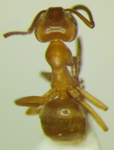 Lasius carniolicus photo 27