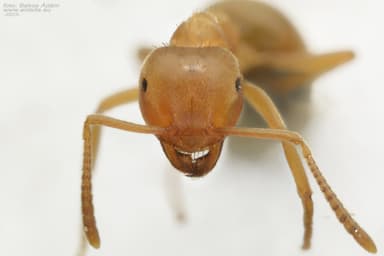 Lasius carniolicus photo 32