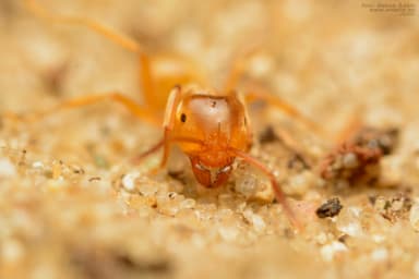 Lasius carniolicus photo 39