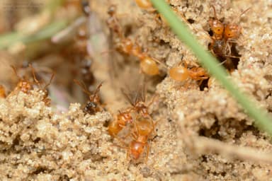Lasius carniolicus photo 57