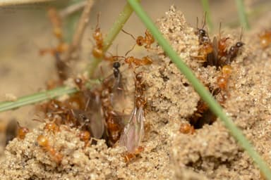 Lasius carniolicus photo 59