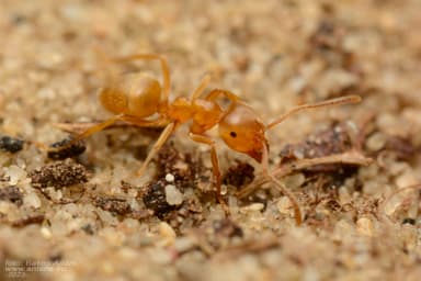 Lasius carniolicus photo 63
