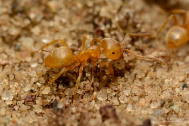 Lasius carniolicus photo 67