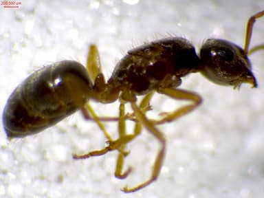Lasius carniolicus photo 74