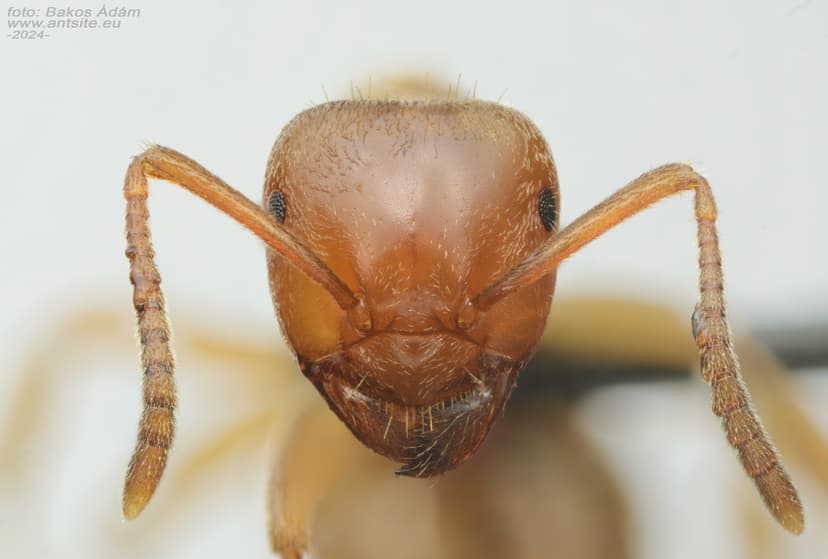 Lasius citrinus photo 1
