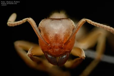 Lasius citrinus photo 6