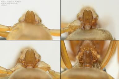 Lasius citrinus photo 7