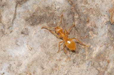Lasius citrinus photo 8