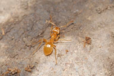 Lasius citrinus photo 9