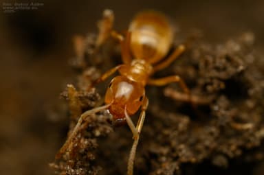 Lasius citrinus photo 10