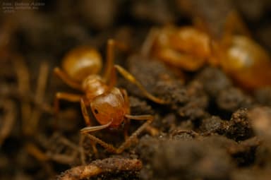Lasius citrinus photo 11