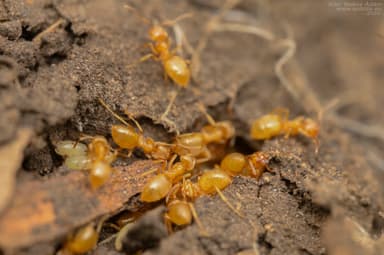 Lasius citrinus photo 13