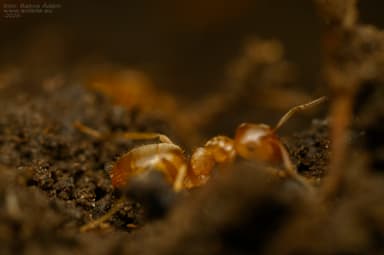 Lasius citrinus photo 16