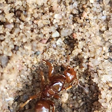 Lasius claviger photo 17